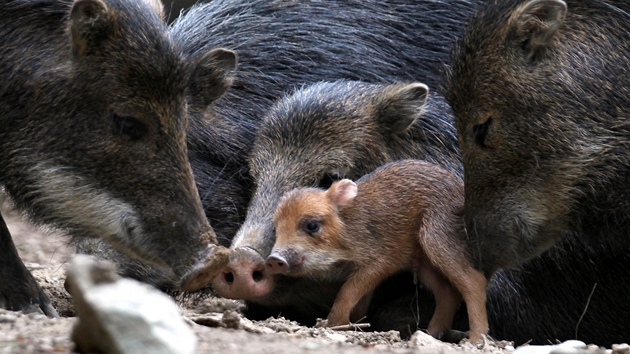 V brnnské zoologické zahrad se ve stedu narodilo prasátko pekari blobradého.