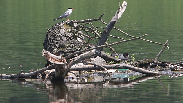 Kdysi mrtvá území Karvinska oívají mnoha ivoichy, napíklad ptáky.