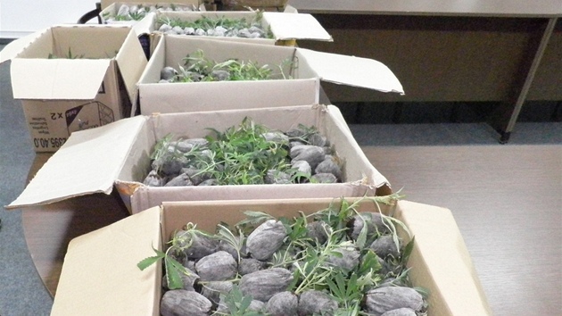 Osm set rostlinek marihuany, které celníci zadreli v Náchod. (27. ervence