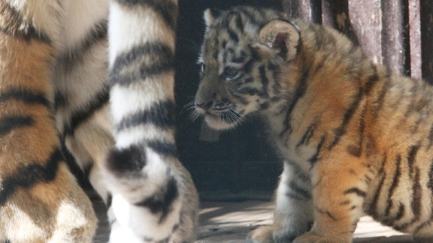 Ostravská zoo v sobotu ktila tygí trojata. Koata se narodila 2. ervna a