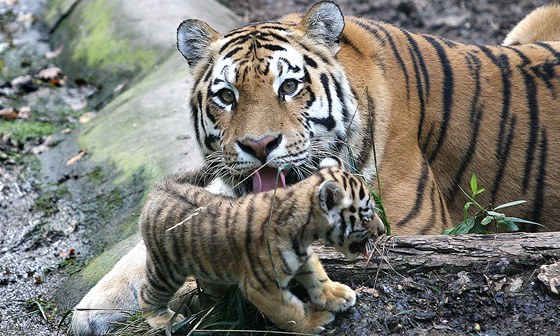 Tygice Tsamara se svými mláaty ve výbru plzeské zoo.