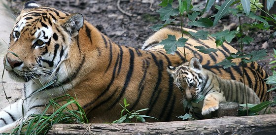 Maso pro jednoho tygra stojí ron 180 tisíc korun. Zoo musí zdraovat i kvli zvýení cen energií, materiál a DPH.