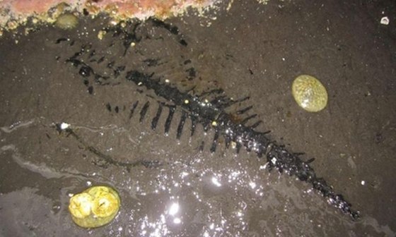 Amerití vdci objevili na Aljace zkamenlinu vzácného prehistorického
