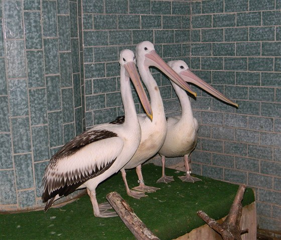 Pelikáni ve dvorské zoo