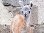 Lama guanicoe se po jedenctimsn bezosti narodila matce v jihlavsk zoo.