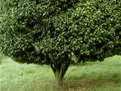 Habr obecn (Carpinus betulus Columnaris), kter lze krsn tvarovat, by ml