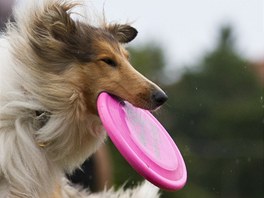 Frisbee museli psi chytit ve výskoku.