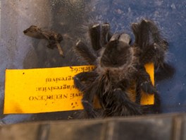 Mrtv pavouk z domu v Oseku, kde sdlila spolenost Moribundus.
