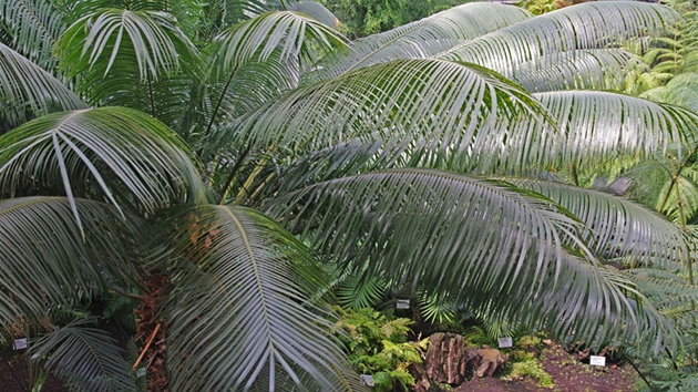 Strom cykasu v areálu liberecké botanické zahrady