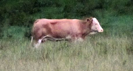 Kráva Yvonne, který od kvtna uniká majiteli, ije nyní v bavorských lesích.