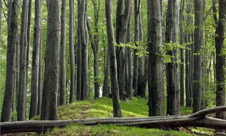 Poheovaného seniora nali bez známek ivota leet na kraji lesa nedaleko Starého Sedla houbai. Ilustraní foto