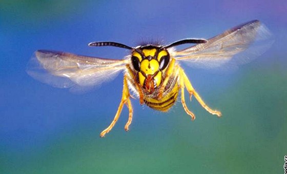 Podle zoologa Václava Marce vtí agresivitu, bodavost hmyzu, pípadn jedovatost ihadla ovlivují chemické postiky na polích, kde hmyz sbírá potravu. Ilustraní foto.
