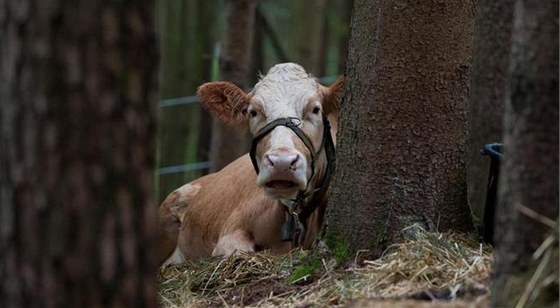 Kráva Yvonne, která v kvtnu uprchla pi pevozu na jatka, se od té doby