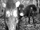 Pekariov blobrad, jak je zachytil skryt fotoapart v Surinamu. Pekariov jsou zvata podobn prasatm, v Surinamu jich ije nejvt mnostv, odhalil przkum organizace Conservation International. Jinak se ale bl ohroenm druhm.