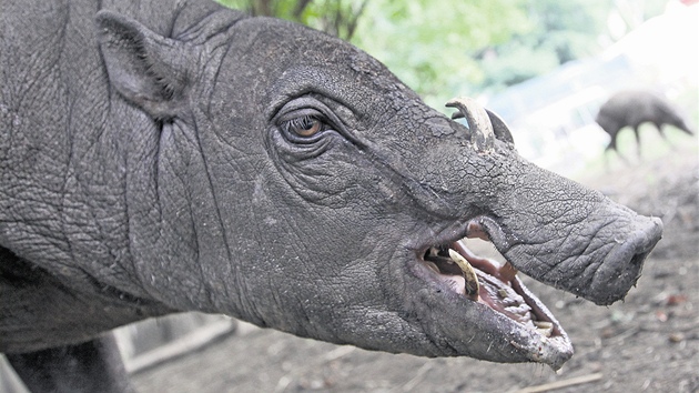 Babirusa je divoce žijící prase, které pochází z Indonésie. Babirusa je divoce žijící prase, které pochází z Indonésie.