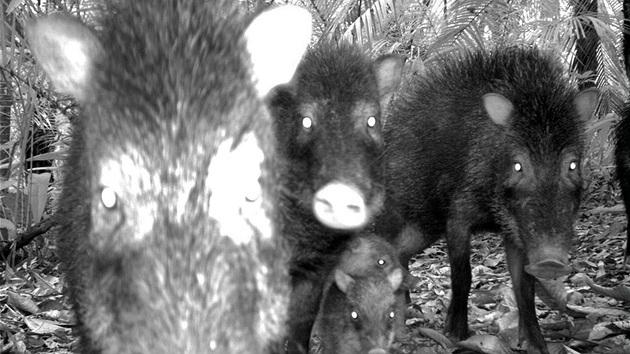 Pekariové blobradí, jak je zachytil skrytý fotoaparát v Surinamu. Pekariové jsou zvíata podobná prasatm, v Surinamu jich ije nejvtí mnoství, odhalil przkum organizace Conservation International. Jinak se ale blíí ohroeným druhm.