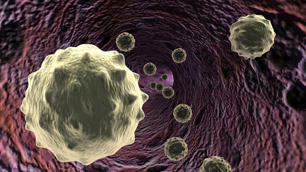 Bílé krvinky (ilustraní zábr)