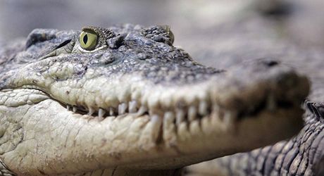 Obama se krokodýl v Austráli bát nemusí. Ilustraní foto