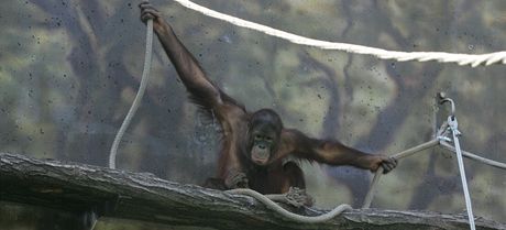 Orangutan v novém výbhu dvorské zoo
