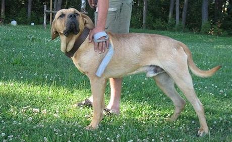 Pes Jack, rasy Tosa Inu, kterého ukradli zlodji ve Vísce na Strakonicku.