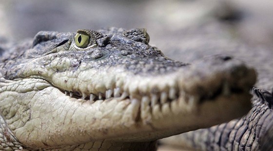 Obama se krokodýl v Austráli bát nemusí. Ilustraní foto