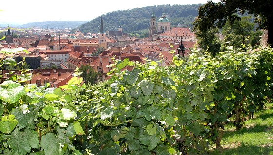 Svatováclavská vinice pod Praským hradem