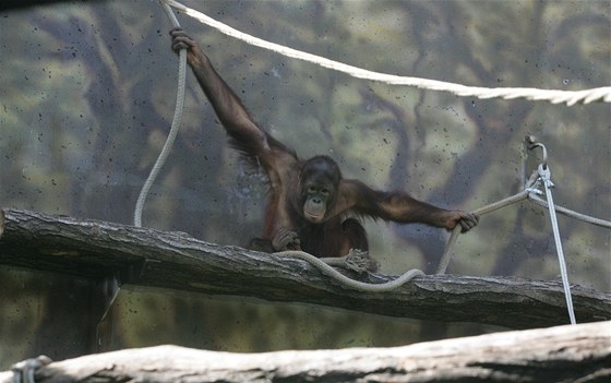 Orangutan v novém výbhu dvorské zoo