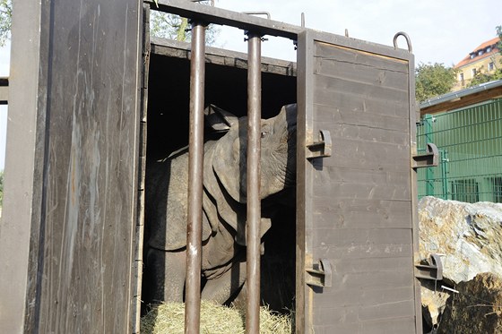 Nosoroec Beni se sthuje z plzeské zoo za svojí novou drukou do zoologické