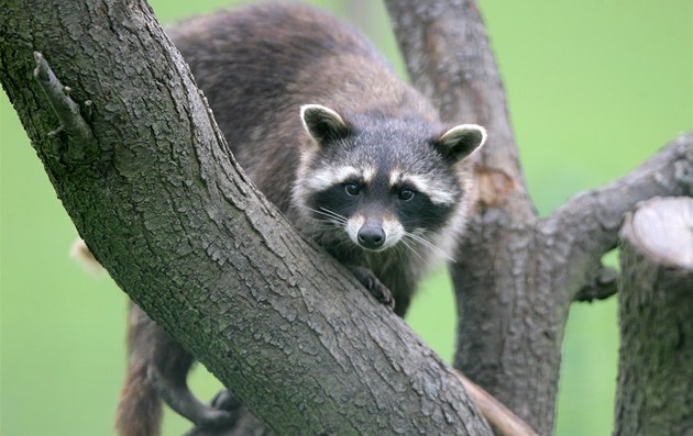 V sobotu byla ve Větrovech u Tábora otevřena nová zoologická zahrada. V sobotu byla ve Větrovech u Tábora otevřena nová zoologická zahrada.