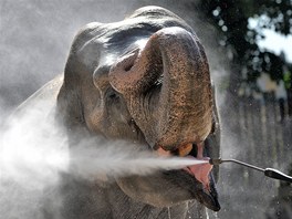 Oblíbená slonice Hella z budapeské zoologické zahrady si uívá píjemného