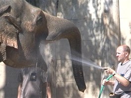 Sloni v prask zoo se ochlazuj v baznu, miluj i sprchovn.