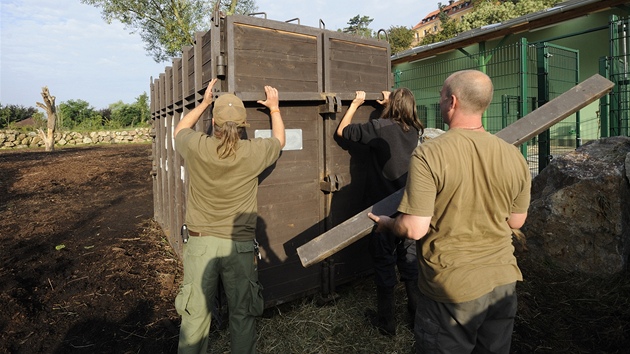 Nosoroec Beni se sthuje z plzeské zoo za svojí novou drukou do zoologické