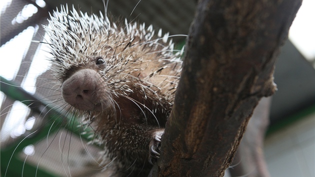 Nové pírstky ve zlínské zoo: mlád kuandu.