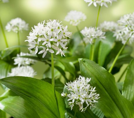 esnek medvdí (Allium ursinum)