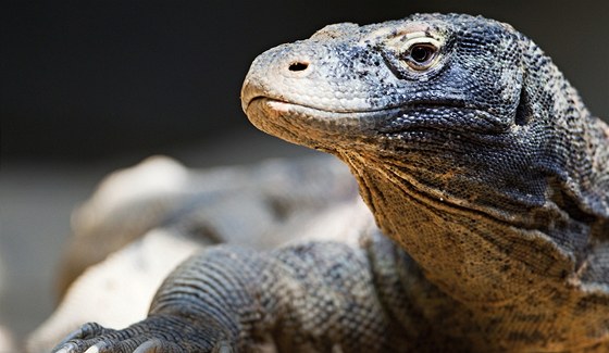 "Zázraná" varaní samice Aranka, která Zoo Praha pináela jednu snku mladých...