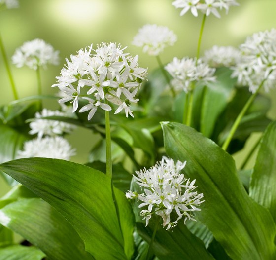 esnek medvdí (Allium ursinum)