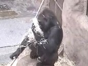 Gorila Bikira pouv devitou vlnu msto osuky.