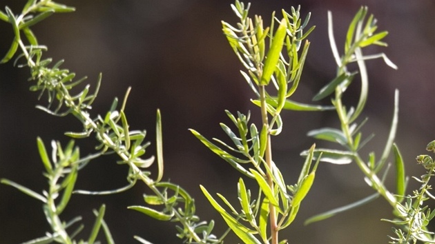 Pelynk estragon (Artemisia dracunculus)