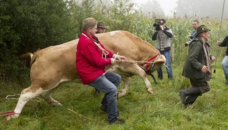 Krávu Yvonne nakonec museli uspat, aby ji dostali do pepravníku.