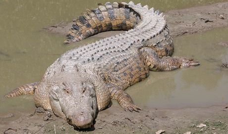 Krokodýl moský je nejvtí z dnes ijících krokodýl a zárove je dnes