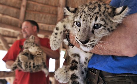 Kest mláat vzácných levhart snných - irbis v jihlavské ZOO