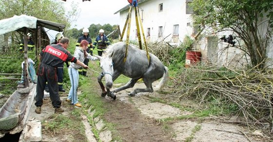 Podobn jako loni v Merklín na Plzesku vytáhli hasii zaklínného kon pomocí popruh a jeábu.