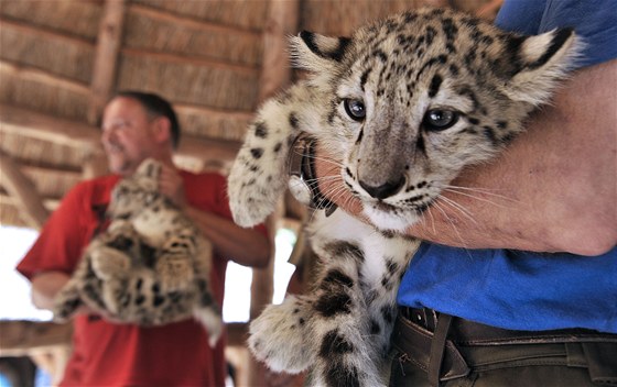 Kest mláat vzácných levhart snných - irbis v jihlavské ZOO