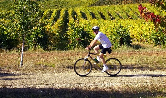 Cyklistická stezka mezi vinicemi