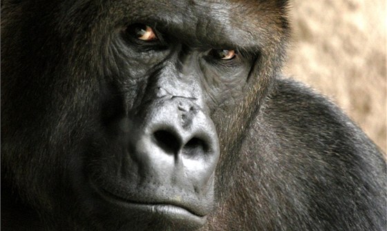 Gorilí samec Richard 