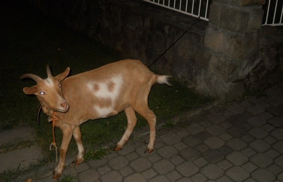 Ve Zlín v ulici Pílucká se voln pohyboval kozel.