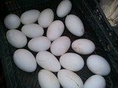 Pi kontrole na trnici v Chebu nali celnci zapchajc kachn vejce.