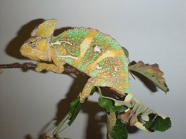 Chameleon