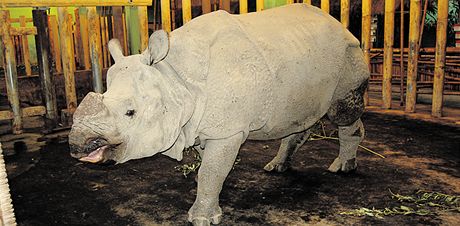 Indickým nosorocm z plzeské zoo by se mohlo na Vánoce 2013 narodit mlád. Samec Baabuu (na snímku) pijel loni v íjnu z anglického Chesteru.