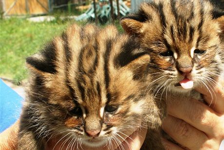 Koata koky slanitní z jihlavské zoo. Tato elma obývá detné pralesy Jiní